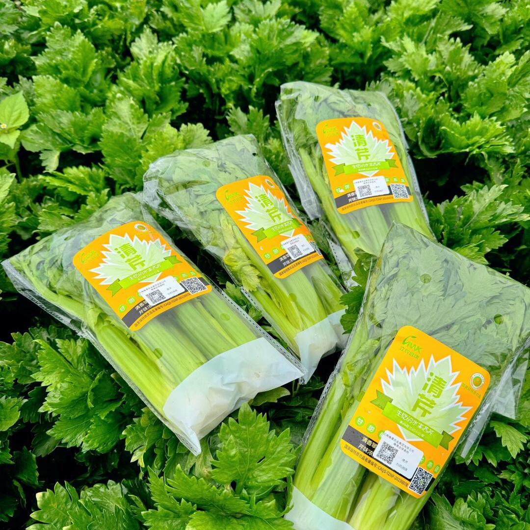 【顺丰包邮】立农维康水果清芹3斤4斤榨汁脆嫩炒菜生吃荷兰芹菜