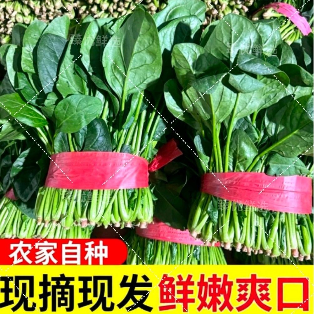 新鲜山东菠菜现摘现发农家自种批发当季露天火锅青菜蔬菜大叶菠菜