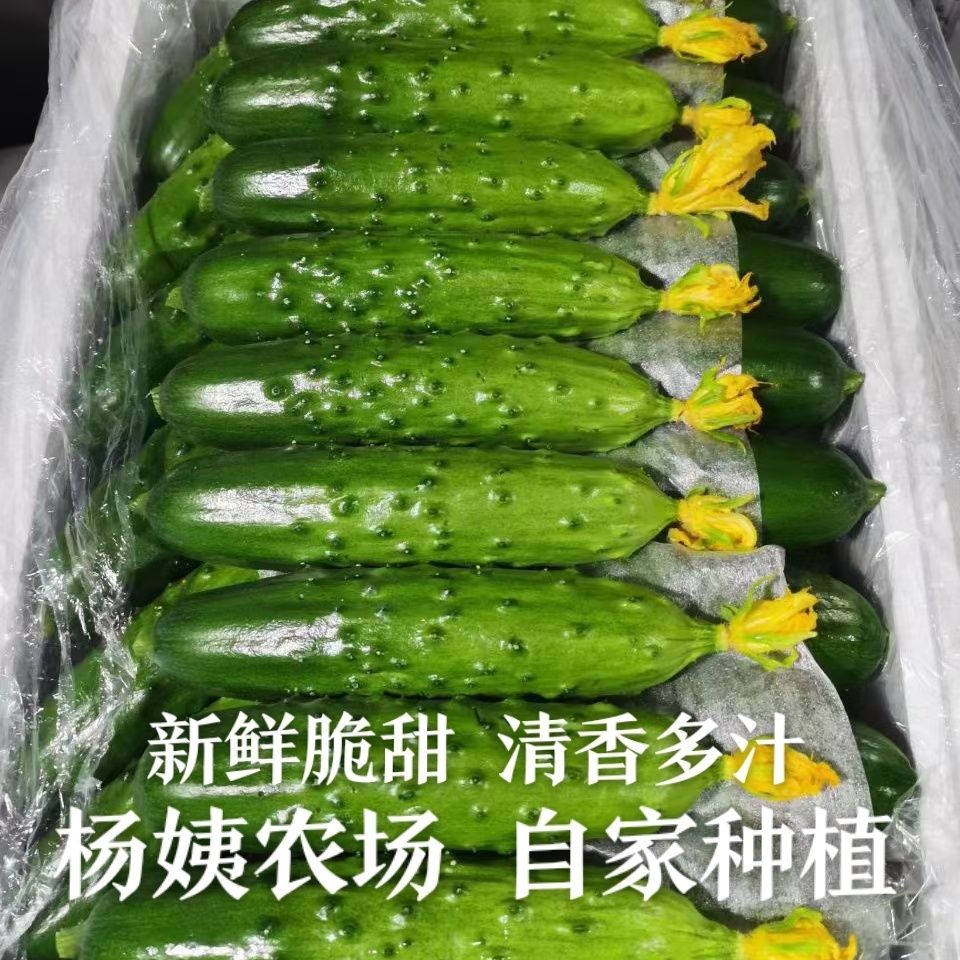 东北旱黄瓜自家种植清香味脆甜水果黄瓜现摘现发生吃新鲜采摘园