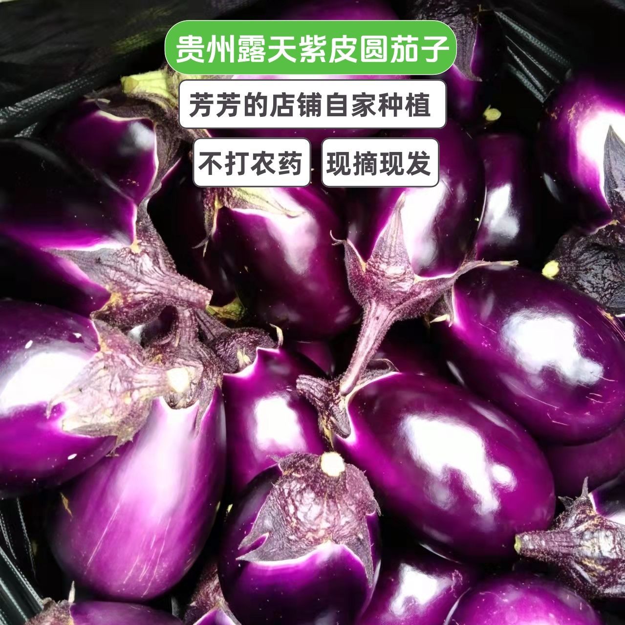 紫皮圆茄贵州当季蔬菜圆茄子农家薄皮自种现摘现发时令新鲜蔬菜