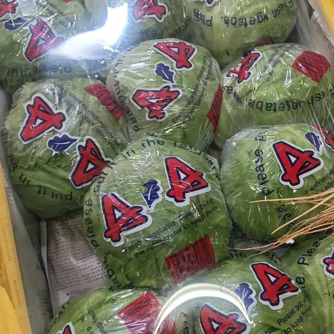 云南高原球生菜新鲜生菜球轻食沙拉蔬菜圆生菜球形汉堡用现摘现发