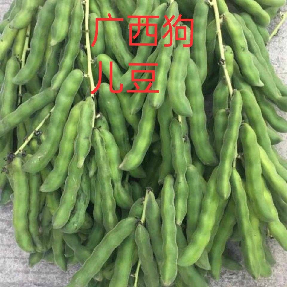 广西狗儿豆 新鲜农家特产 狗儿豆新鲜 去皮去皮狗儿豆东北油豆角