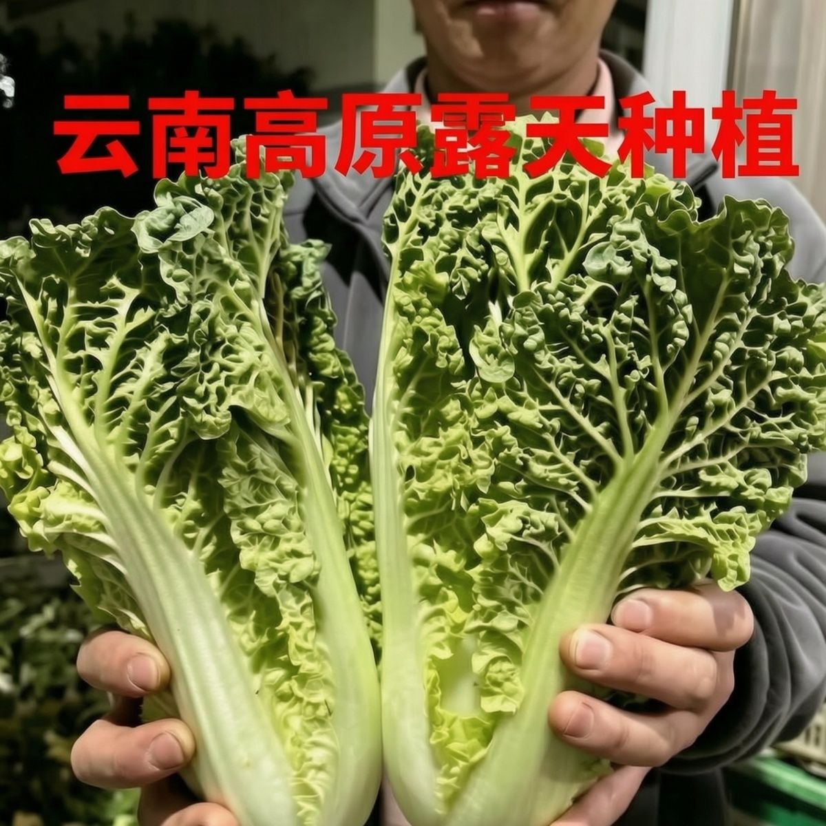 麻叶白菜,皱叶趴地菜,水涨趴火锅白菜,云南高原露天种植麻叶菜