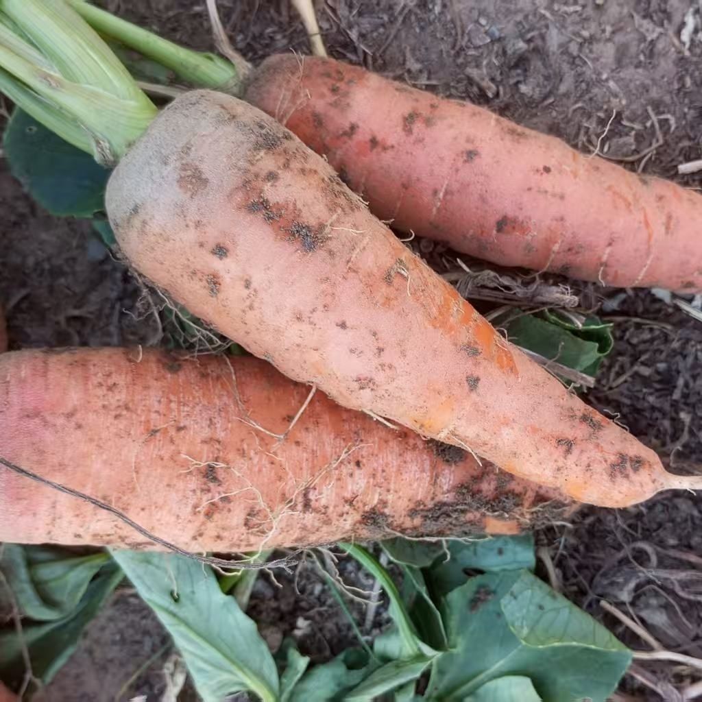 东北农家无农化种植胡萝卜榨汁宝宝辅食现挖现发新鲜