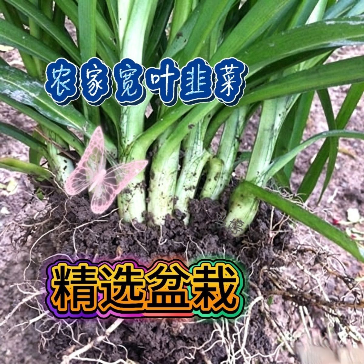 宽叶韭菜贵州大叶韭菜韭菜食用韭菜石韭菜火锅配菜带
泥现挖现发