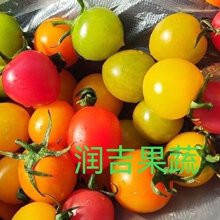 【顺丰】寿光多彩小番茄4-7种即食小柿子混装多色圣女果当季蔬果