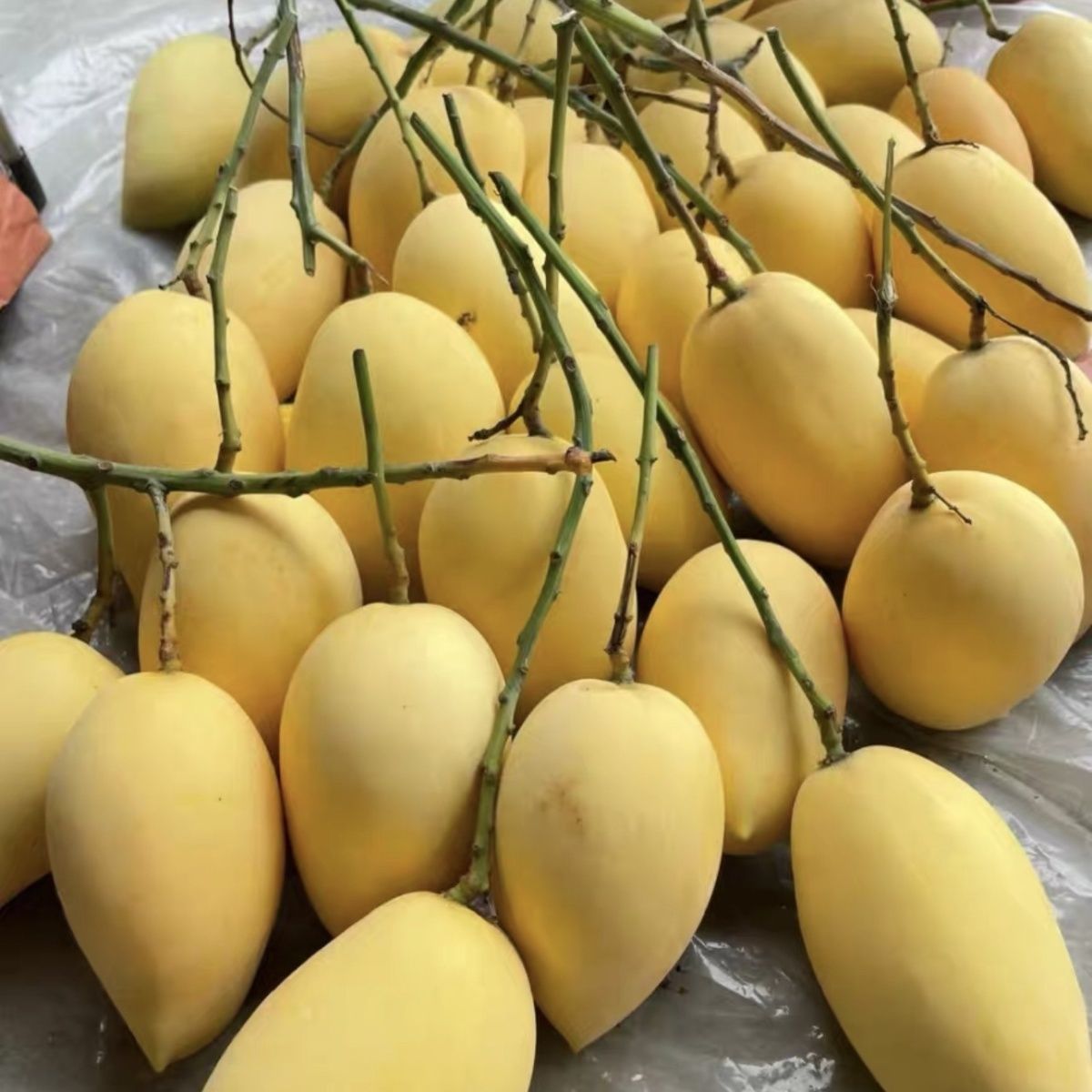 正宗广西百色鹰嘴芒果新鲜现摘应季水果精品大果整箱批发爆甜