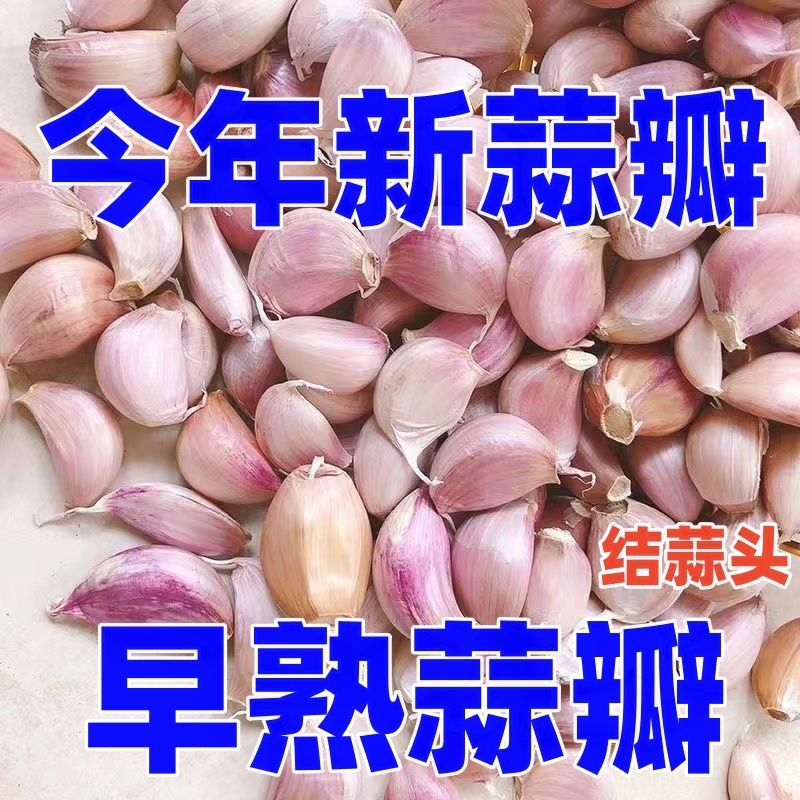 【早熟蒜】2026年新蒜瓣大蒜瓣批发正宗早熟蒜瓣批发正宗早熟蒜瓣