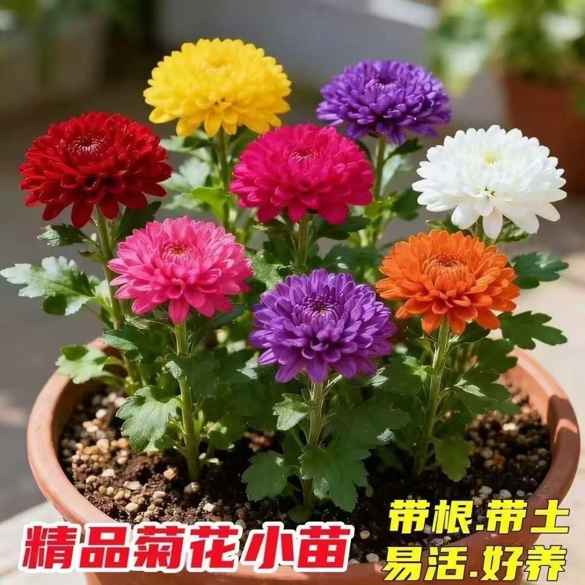 【新品种】荷兰菊盆栽菊花大苗室内阳台耐寒室外花卉好养四季开花