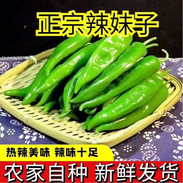 【寿光】正宗辣妹子辣椒新鲜采摘皮薄小米椒自然成熟下饭蘸酱