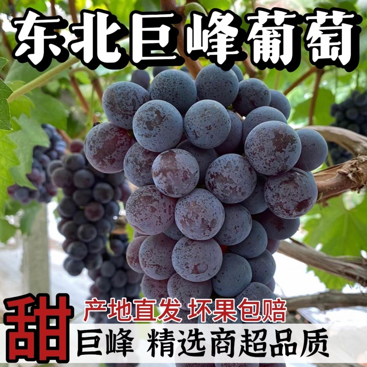 东北巨峰葡萄农家大葡萄当季新鲜水果整箱酸甜肉厚多汁可剥皮葡萄