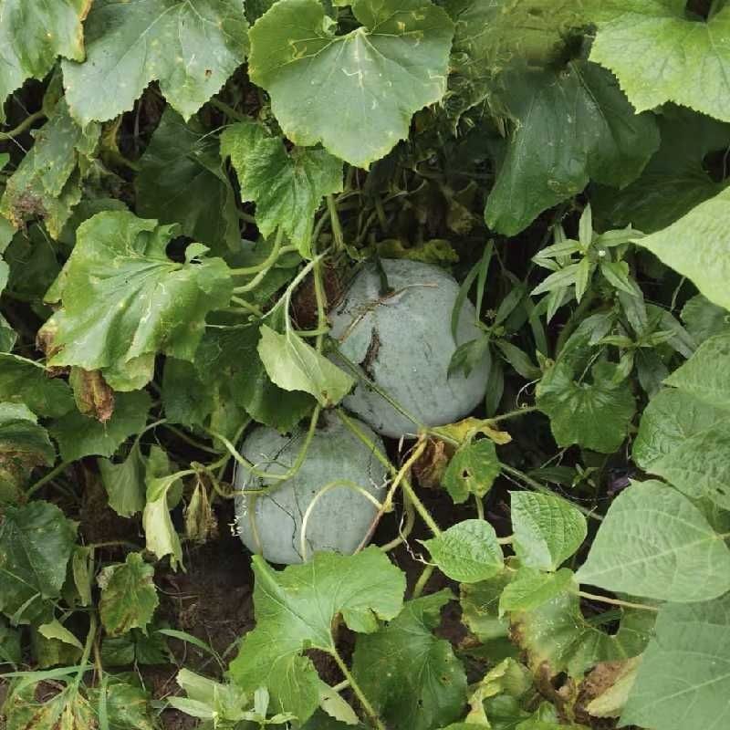 冬瓜现摘现发农家自种纯天然无添加露天蔬菜当季煲汤孕妇辅食新鲜