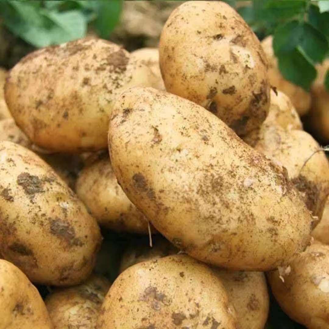 正宗东北黑龙江讷河尤津885黄心土豆马铃薯洋芋粉糯沙面土豆
