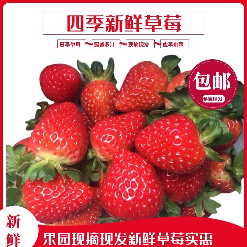 草莓云南冰糖葫芦批发奶茶烘焙蛋糕整箱商用现摘现发包邮基地直发