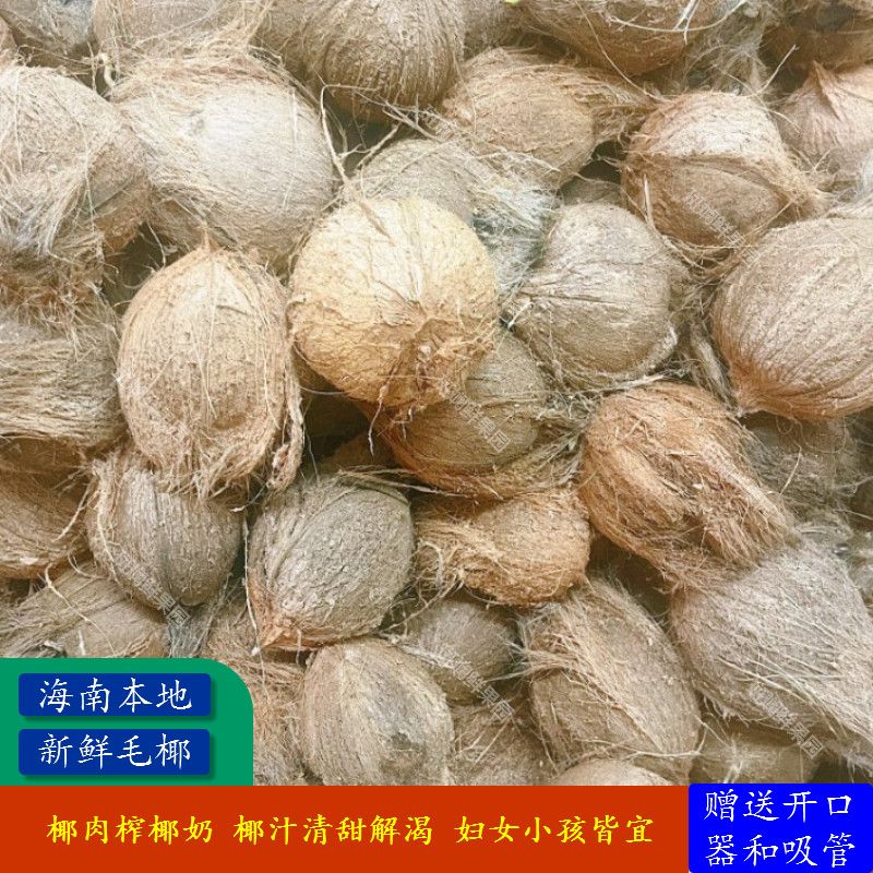 正宗海南椰青去皮老椰子毛椰新鲜天然孕妇水果椰肉可榨椰奶