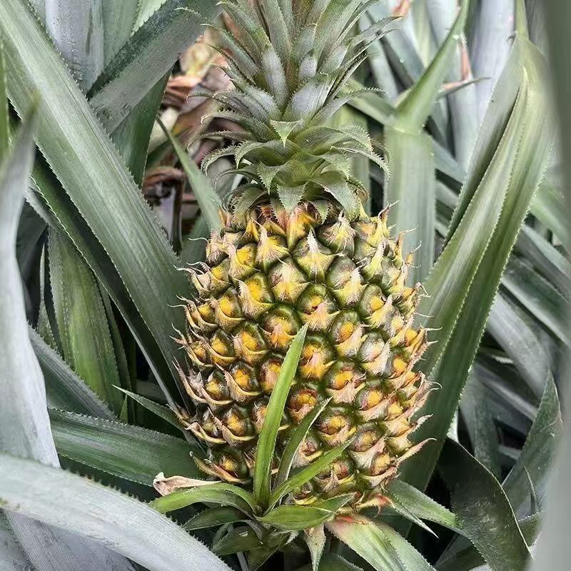 徐闻香水菠萝酸甜迷你菠萝新鲜菠萝应季水果青皮菠萝