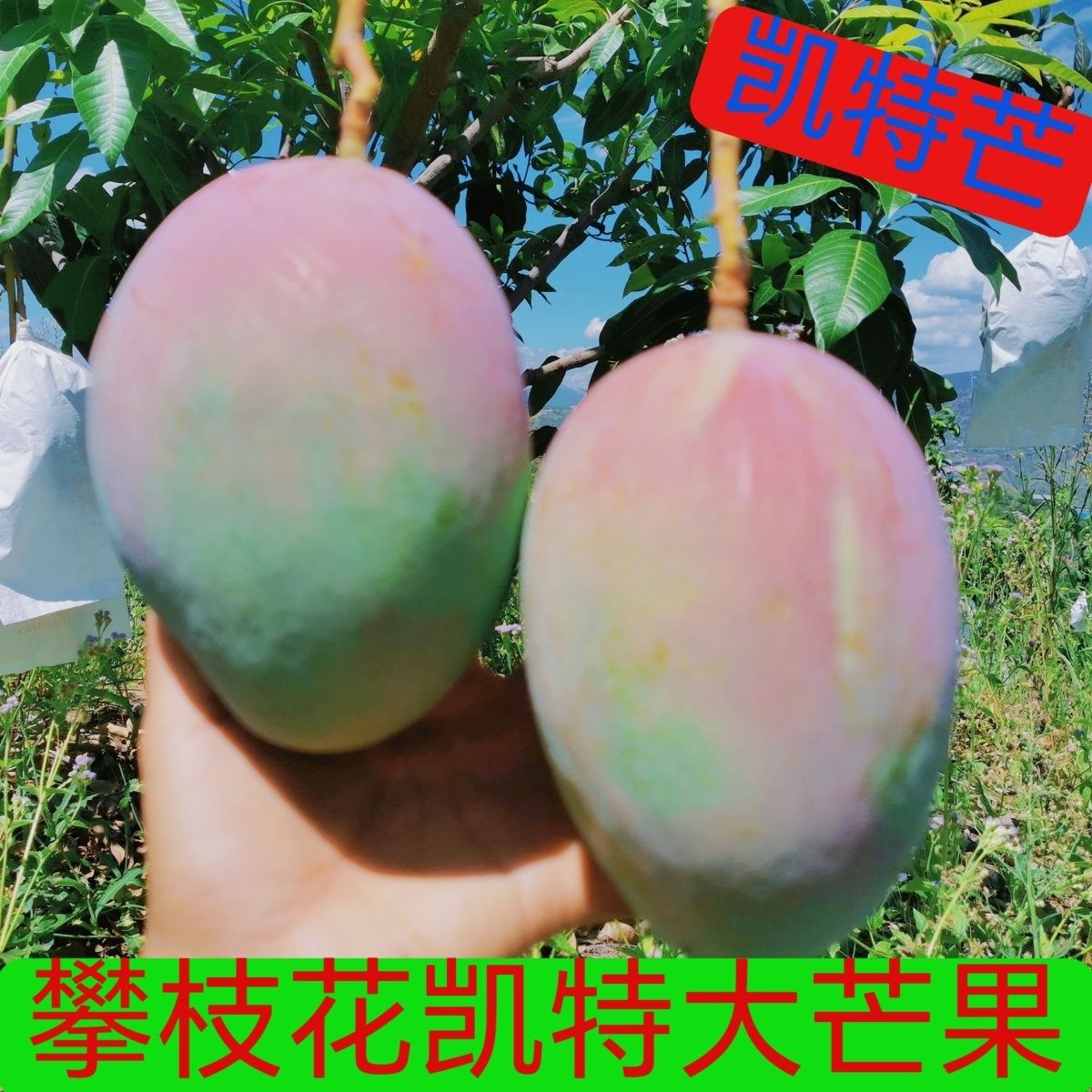 正宗四川攀枝花凯特大芒果装新鲜水果整箱批发当季新鲜水果