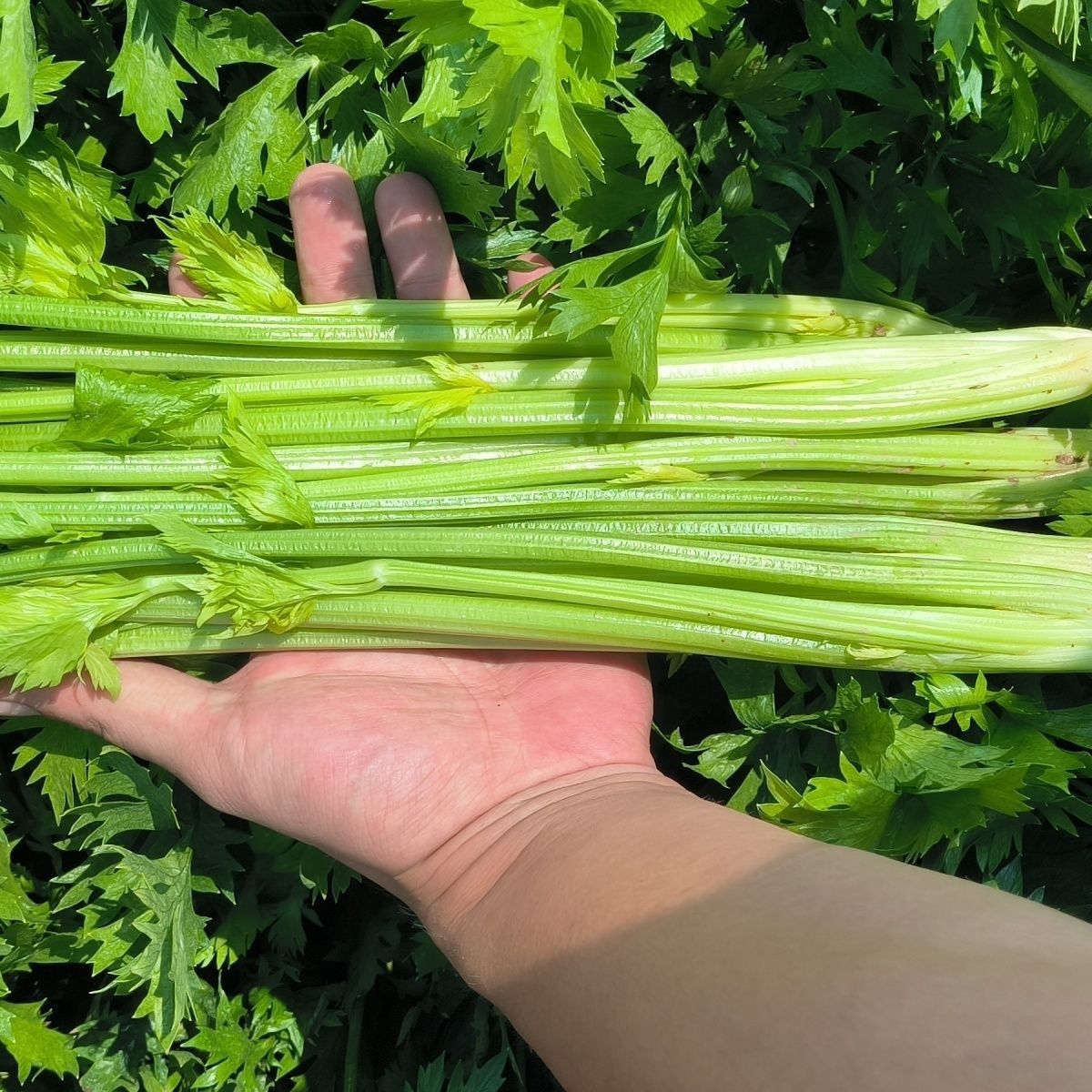 山东产地【实惠带叶西芹】大棚西芹现摘现挖现发青菜芹菜新鲜蔬菜