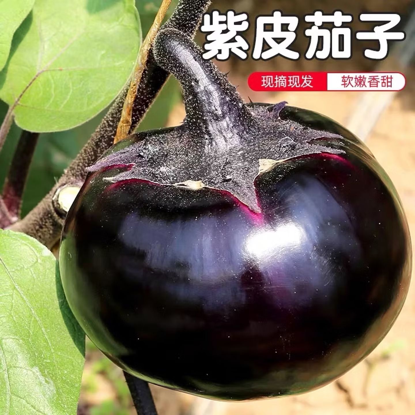正宗山东自种植农家紫光圆茄新鲜蔬菜鲜嫩时令蔬菜北方包邮3斤5斤