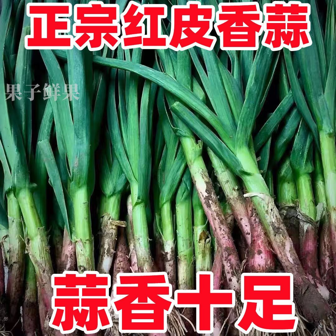 湖北露天蒜苗新鲜红皮蒜苗香蒜苗红根蒜苗农家自种带泥紫皮香蒜苗【30天内发货】