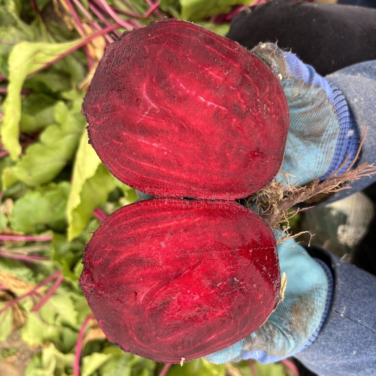 甜菜根新鲜现挖甜菜头头红甜菜农产品蔬菜红菜头萝卜包邮红心泡菜