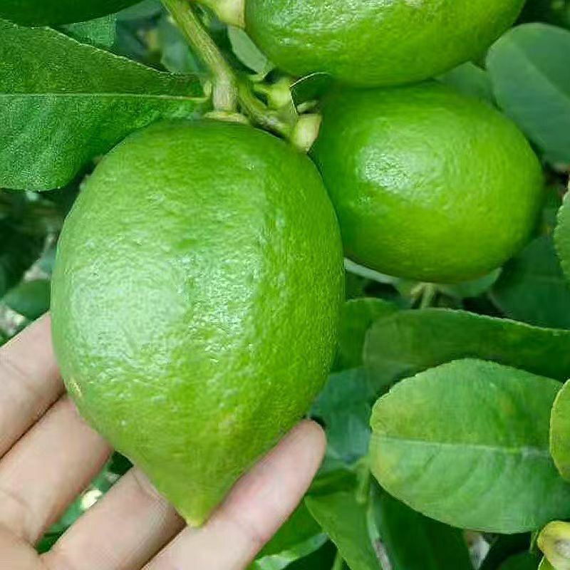 广东香水青柠檬浓香型奶茶店专用新鲜现摘现发整箱批发商用鲜果