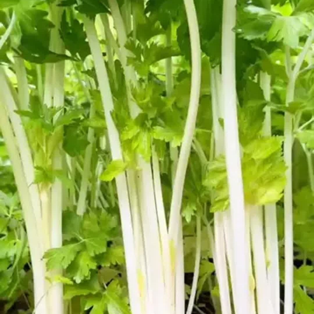 【云南】芹菜农家自种四季白芹菜蔬菜现挖新鲜带根白芹炒肉包饺子