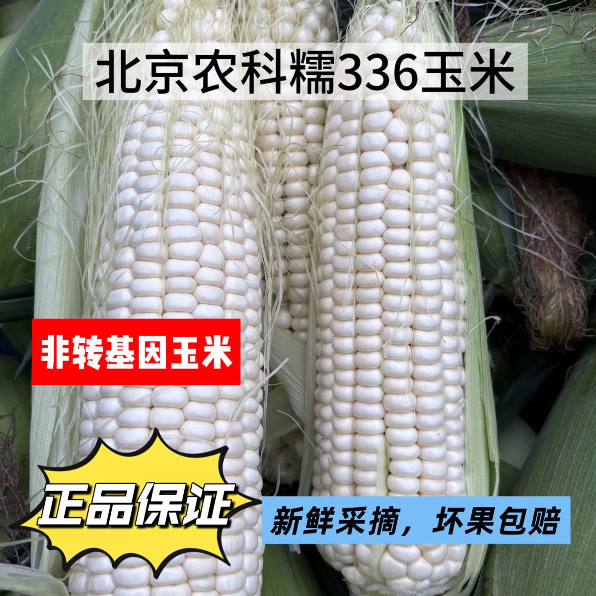 平谷北京农科院玉米336玉米当季带绿叶带皮非转基因新鲜玉米甜糯