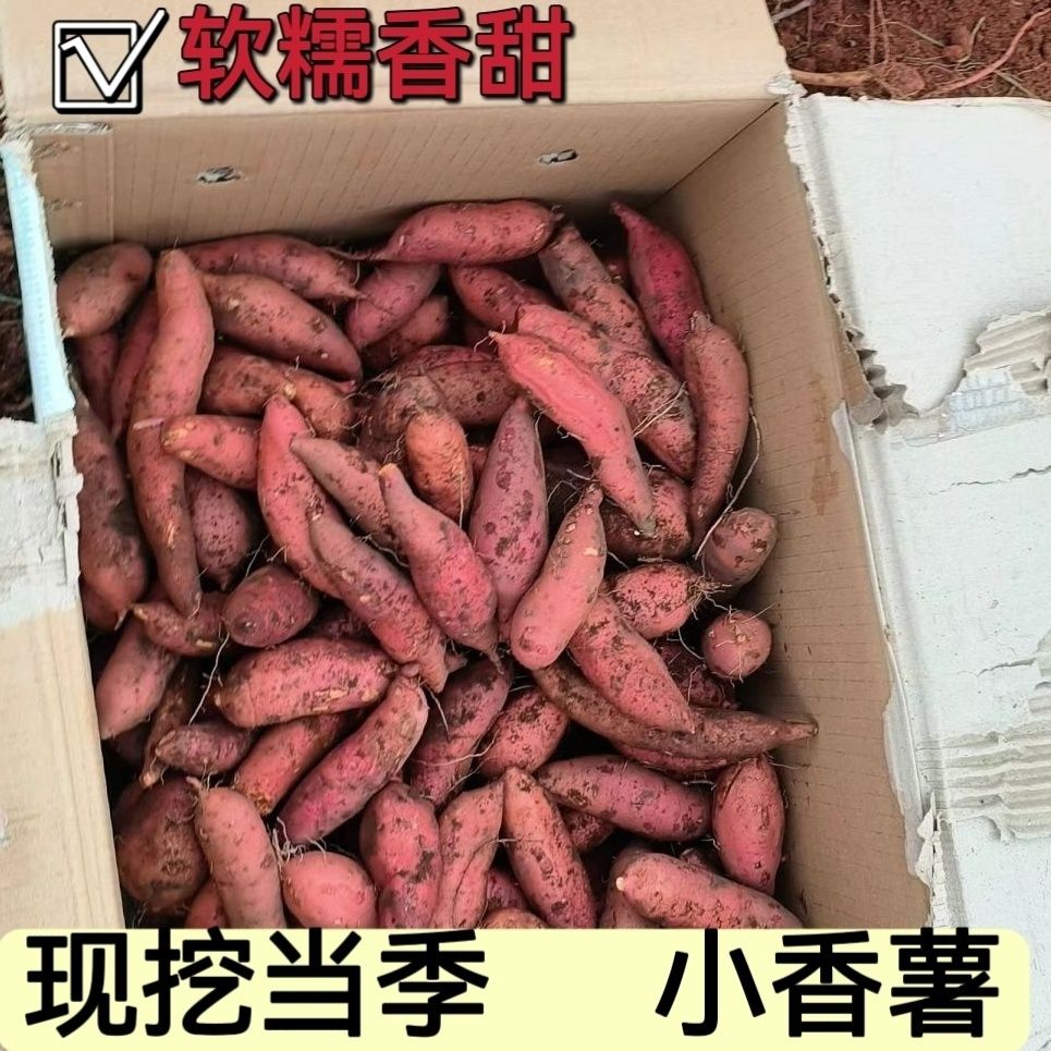 沙地小红薯小香薯手指薯宝宝辅食批发软糯香甜小蜜薯时令蔬菜