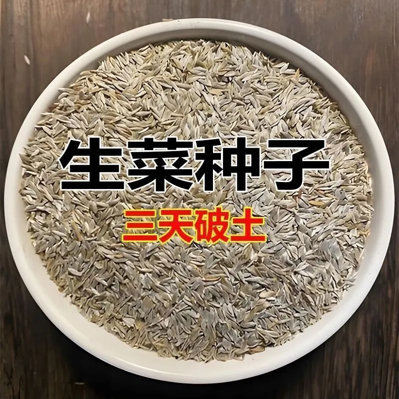 玻璃意大利生菜玻璃种子生吃耐寒耐热阳台庭院播种四季奶油正品
