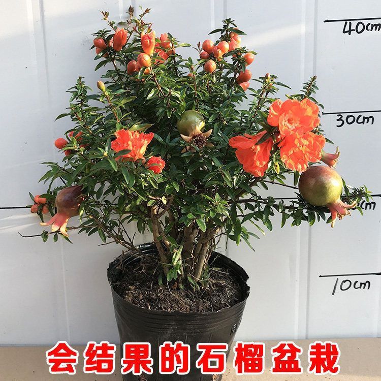 【带花发货】老桩红石榴盆栽阳台绿植四季观赏原盆土家庭果树苗木