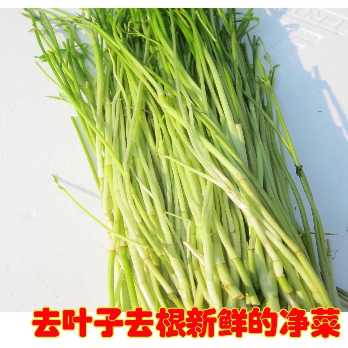苏北特产水芹芹菜根去现摘现发上市新鲜蔬菜净菜脆嫩时令饭店酒店