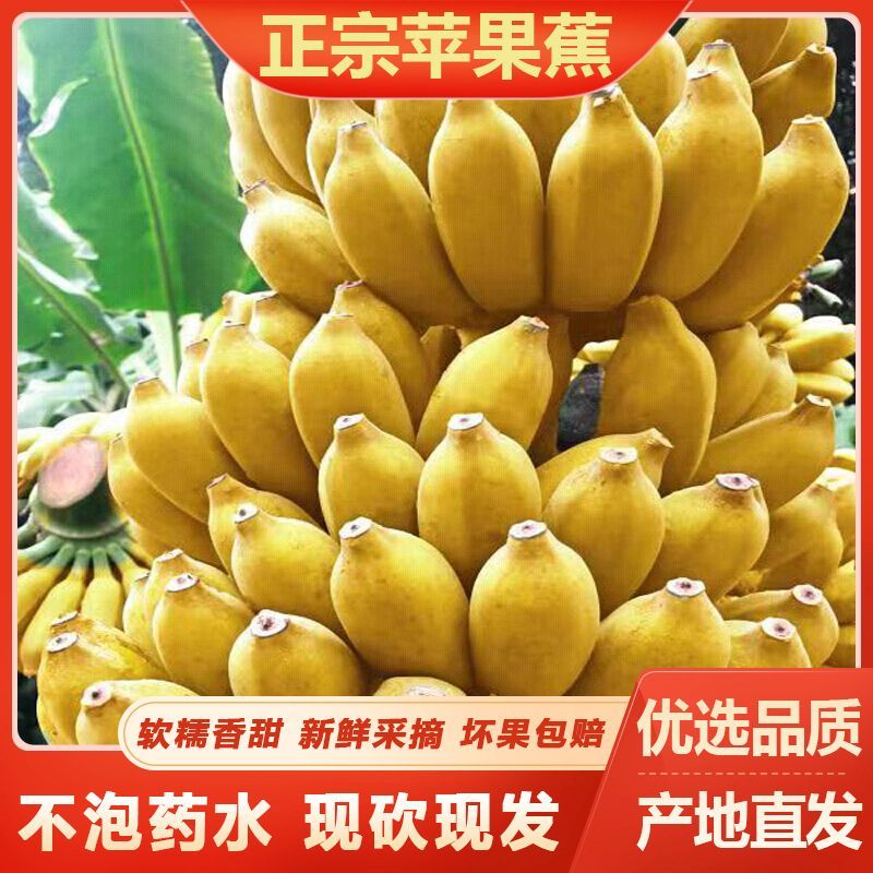 正宗广西小米蕉手指蕉薄皮甜糯苹果蕉产地直发鲜果包邮