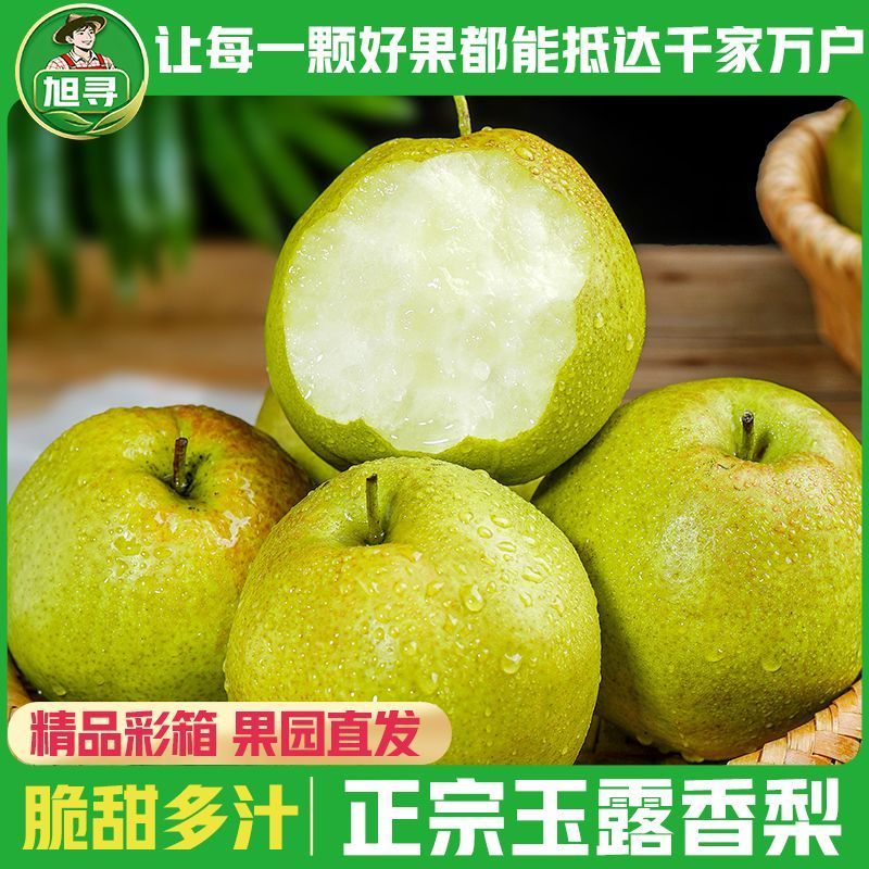 彩箱【旭寻】山西玉露香梨脆甜薄皮梨子新鲜水果爆甜多汁净重5斤