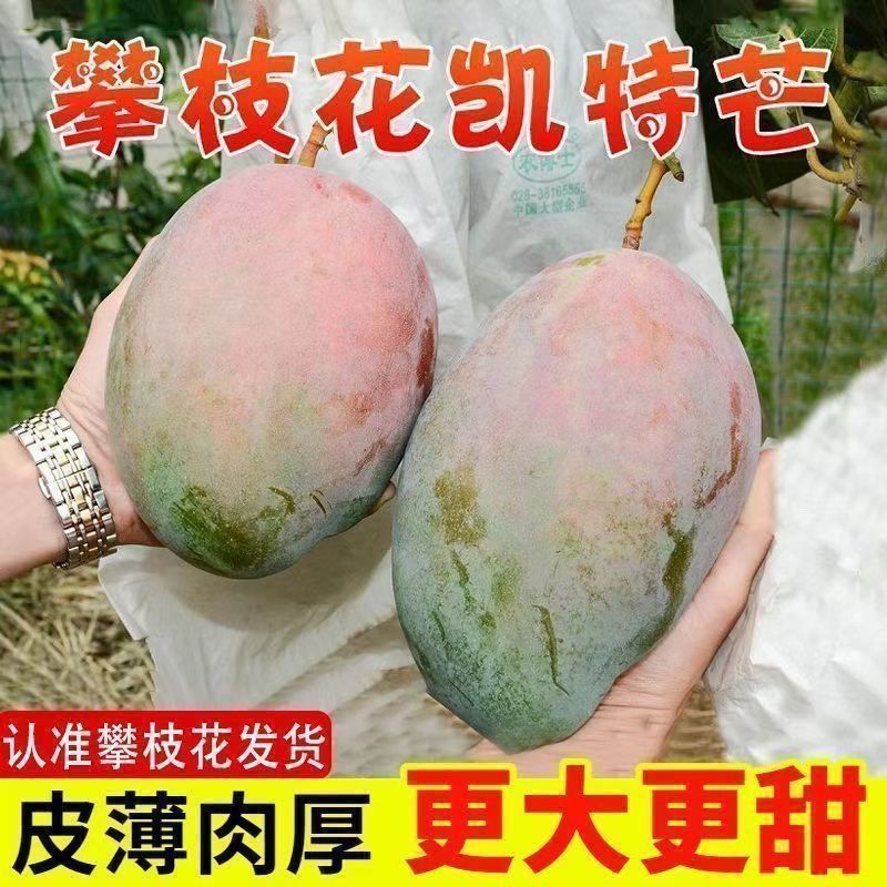 【攀枝花直发】四川攀枝花正宗凯特芒果特大芒果凯特芒果