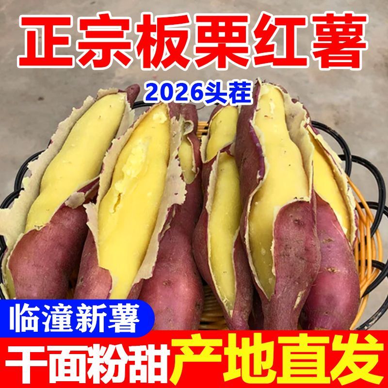 正宗陕西临潼板栗红薯新鲜现挖沙地香甜黄心地瓜蜜薯农家干面甜糯