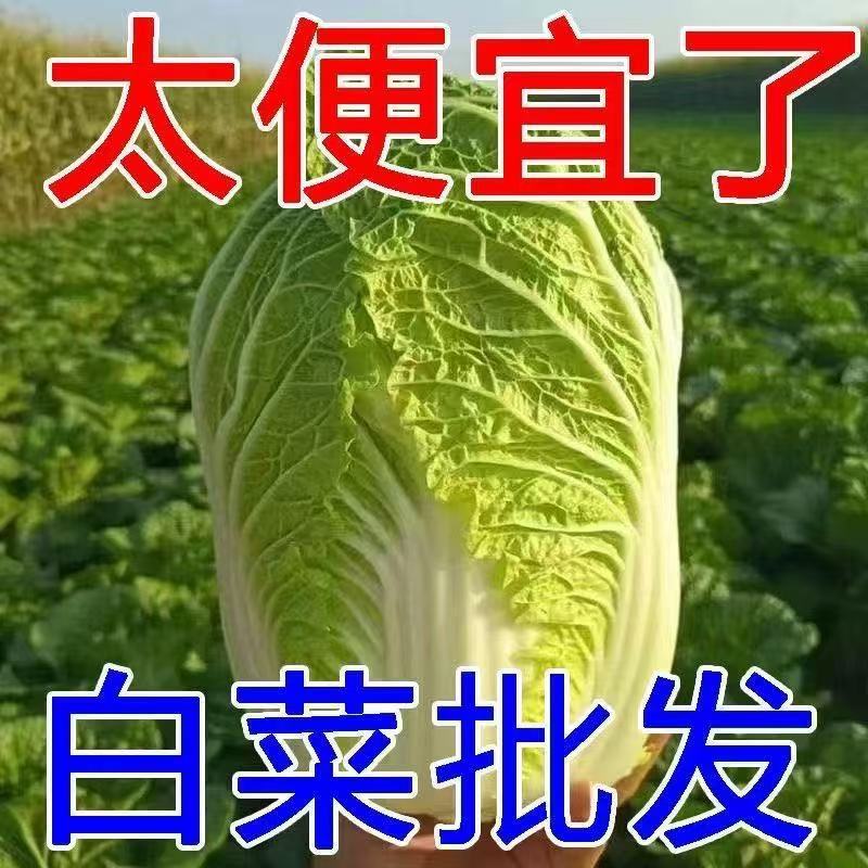 东北当季正宗黄心新鲜白菜农家自种现摘蔬菜火锅大白菜