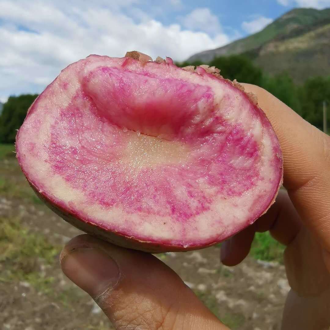 云南七彩土豆土特产彩虹非转基因新春季红皮紫色红心马铃薯
