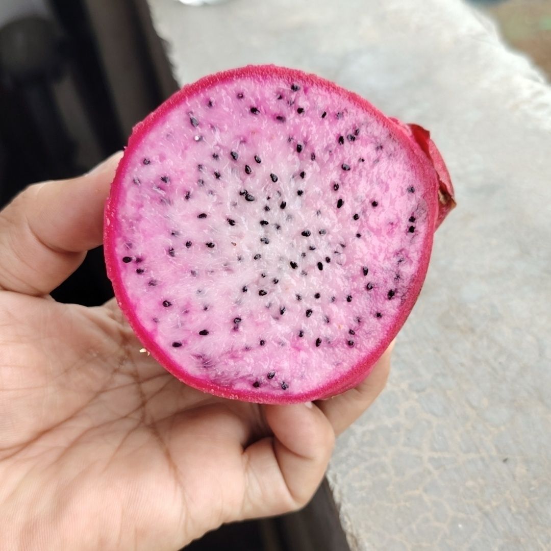 双色火龙果粉色火龙果红白混合小个新鲜大果渐色白心圆形包邮