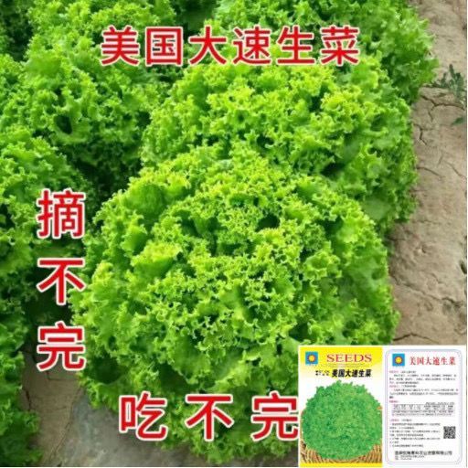 大速生菜种子四季播种生菜易种植可盆栽生吃蔬菜种子大全耐热耐寒