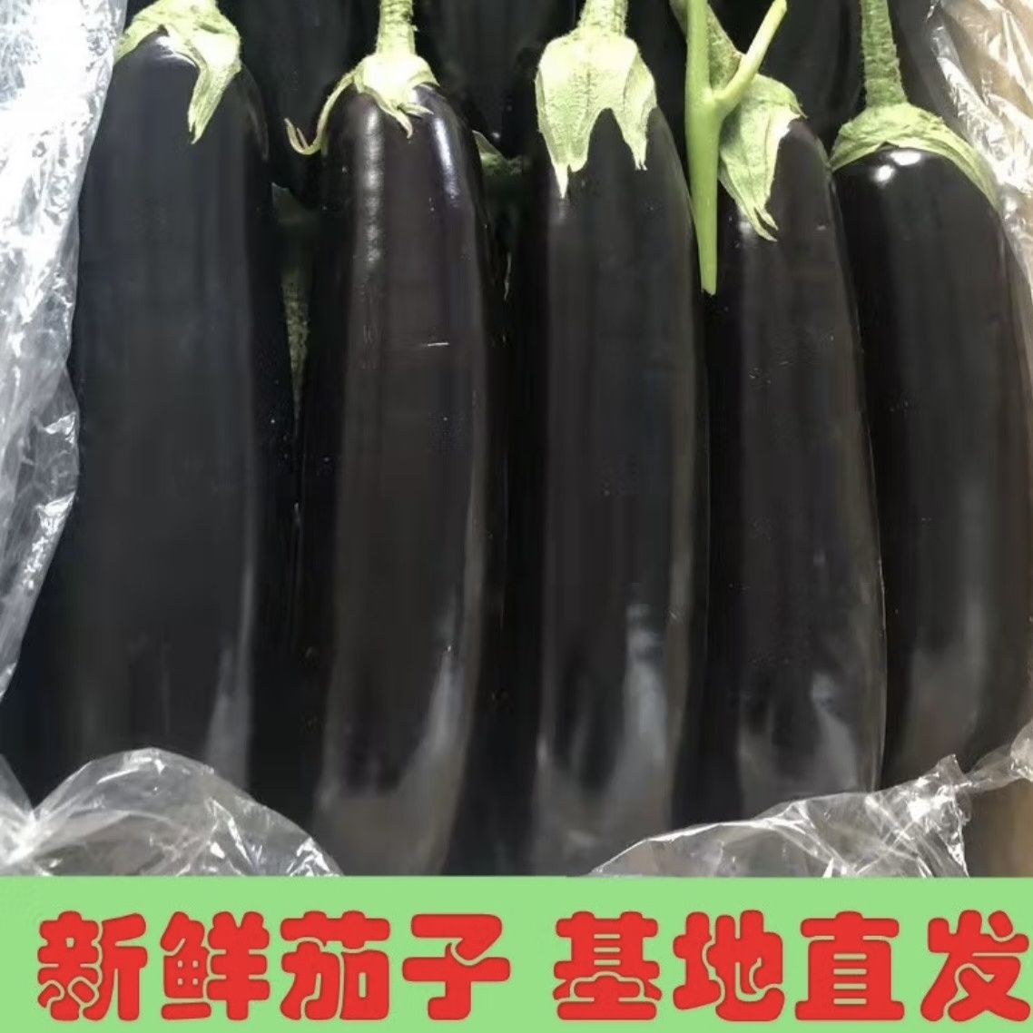 茄子长茄紫黑色辽宁省直发新鲜市场畅销紫色紫红紫皮东北长