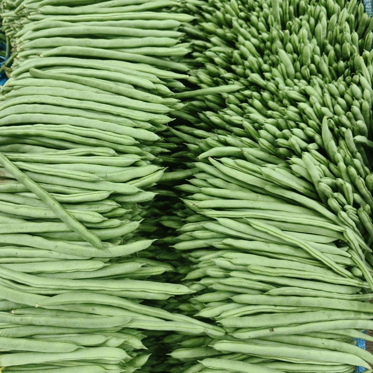 云南新鲜高山四季豆架豆露天豆角农家现摘筋豆小金蔬菜芸豆批发