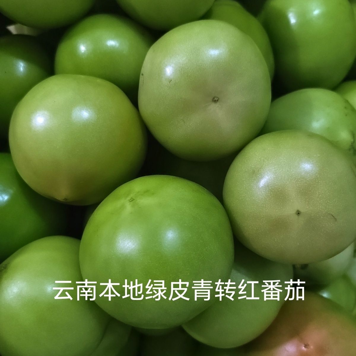 云南本地蔬菜青番茄微带转色半绿半青半红炒菜西红柿蔬菜便宜