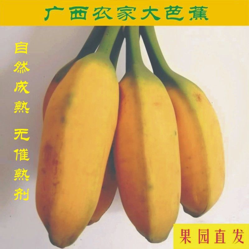 广西大芭蕉 大牛蕉 香蕉 新鲜水果孕妇水果整箱批发