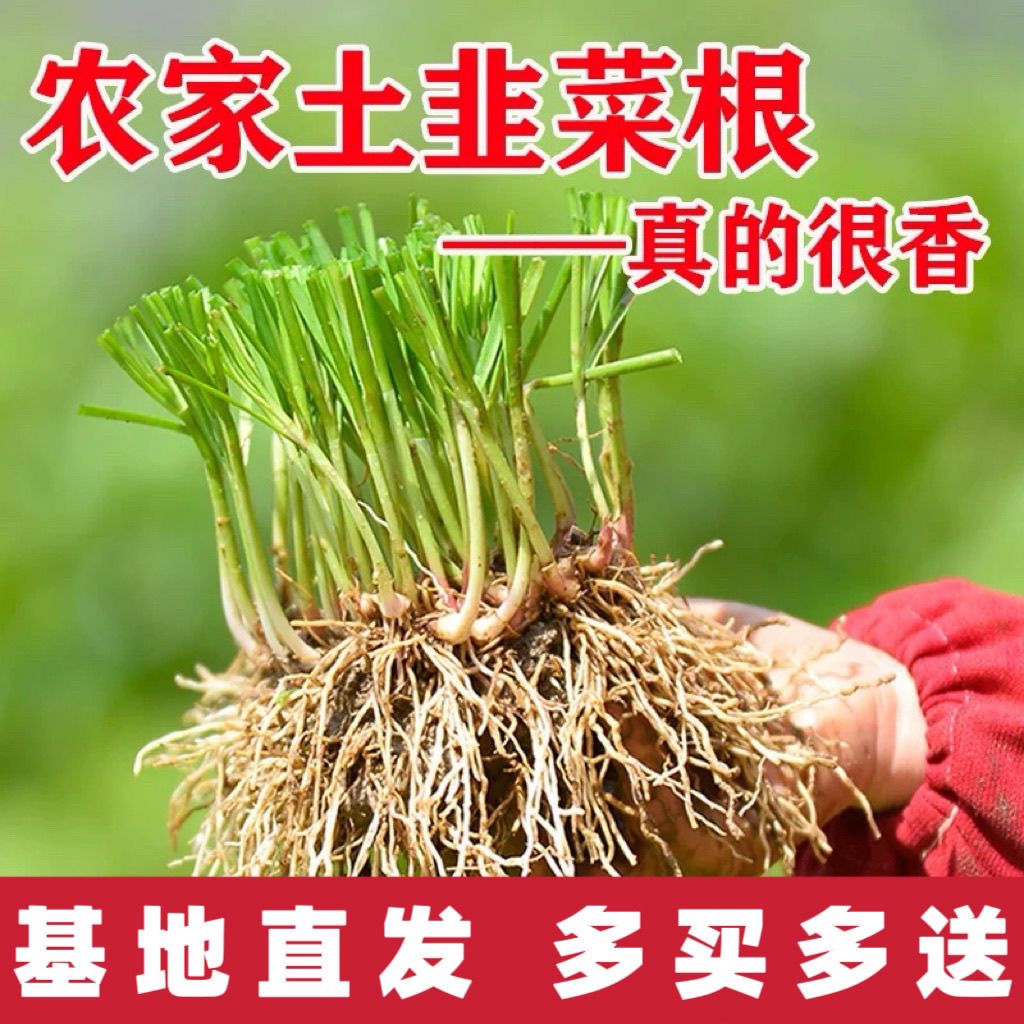 韭菜根紫小香叶韭菜根苗种子四季韭菜籽蔬菜种子盆栽室内阳台种菜