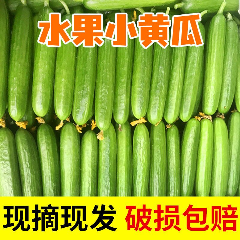 山东水果小黄瓜脆甜小青瓜新鲜无刺生吃健康黄瓜水果小黄瓜新鲜
