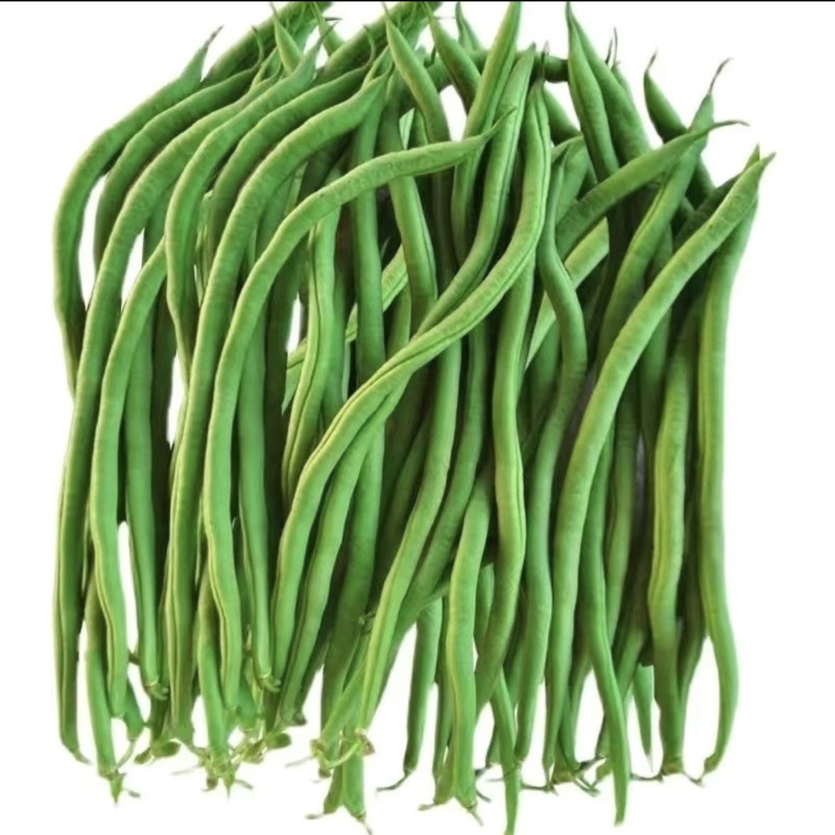 现摘现发架豆王无筋豆无丝豆蔬菜贵州露天新鲜农家种植高原批发