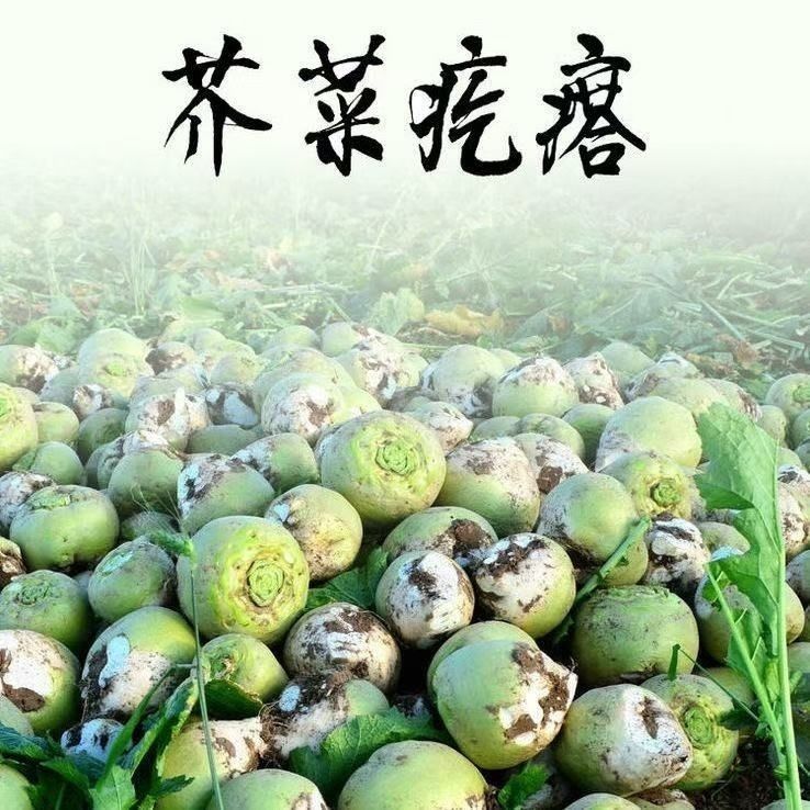 (现拔)新鲜芥菜疙瘩新鲜小叶芥菜农家自种绿色芥菜