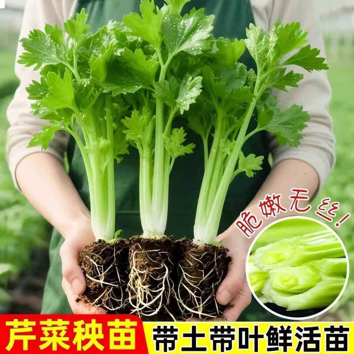 正宗大肉皇后西芹秧苗四季小香芹秧苗带土苗阳台盆栽庭院蔬菜苗