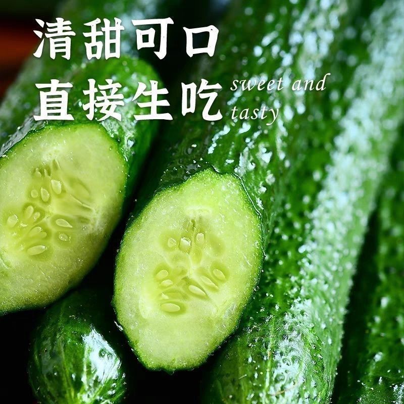 云南现摘一整箱黄瓜新鲜绿心现发应季带刺生吃凉拌刺黄瓜火锅蔬菜